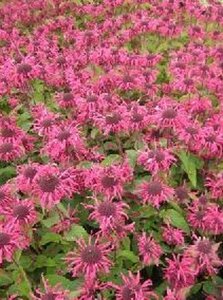 Monarda 'Pink Lace' P9 - afbeelding 3