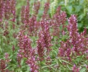 Agastache 'Linda' P9