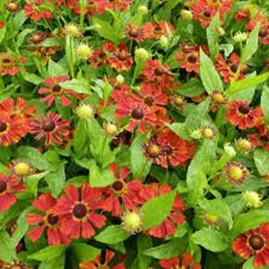 Helenium 'Dunkle Pracht' P9