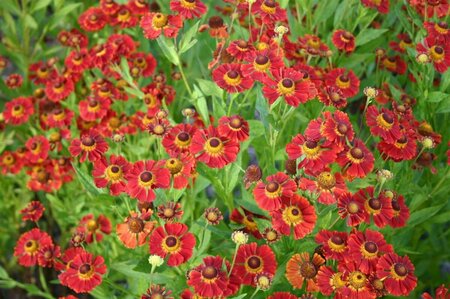 Helenium 'Dunkle Pracht' P9 - afbeelding 2