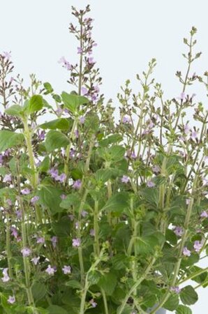 Calamintha nepeta 'Marveletta Blue' P9 - afbeelding 1