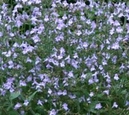 Calamintha nepeta 'Marveletta Blue' P9 - afbeelding 2