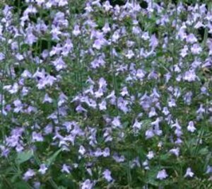 Calamintha nepeta 'Marveletta Blue' P9 - afbeelding 2