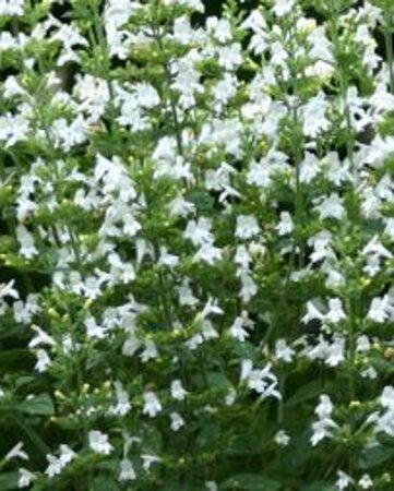 Calamintha nepeta 'Marveletta White' P9 - afbeelding 1
