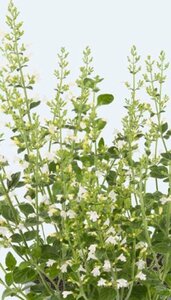 Calamintha nepeta 'Marveletta White' P9 - afbeelding 2
