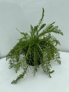 Achillea millefolium 'Cerise Queen' P9 PlanetProof - afbeelding 4