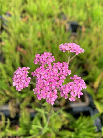 Achillea millefolium 'Cerise Queen' P9 PlanetProof - afbeelding 3