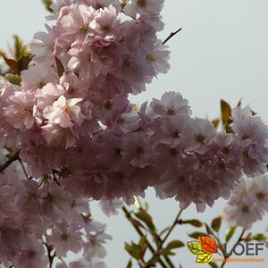 Prunus 'Accolade' ST. 180 8-10 C. 