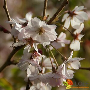 Prunus subhirtella 'Autumnalis' - afbeelding 2