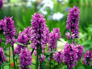 Betonica officinalis 'Ukkie; P9 - afbeelding 2