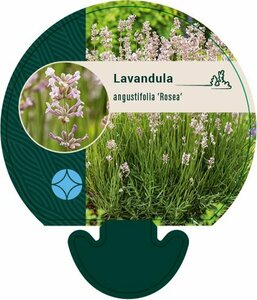 Lavandula angustifolia 'Rosea' C2