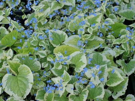 Brunnera macrophylla 'Dawson's White' C2 - afbeelding 2
