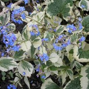 Brunnera macrophylla 'Dawson's White' C2 - afbeelding 3
