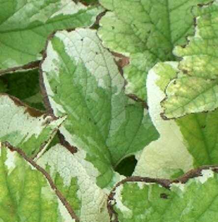 Brunnera macrophylla 'Dawson's White' C2 - afbeelding 4