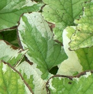 Brunnera macrophylla 'Dawson's White' C2 - afbeelding 4