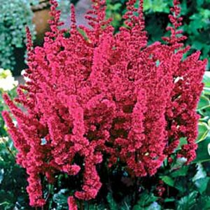 Astilbe chinens. 'Visions in Red' P11