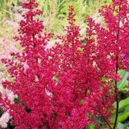Astilbe chinens. 'Visions in Red' P11 - afbeelding 2