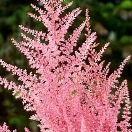 Astilbe japonica 'Europa' P11 - afbeelding 3