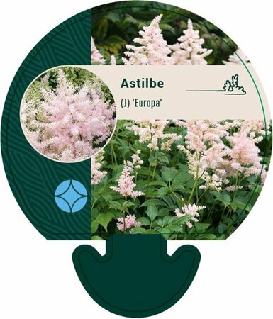 Astilbe japonica 'Europa' P11 - afbeelding 2