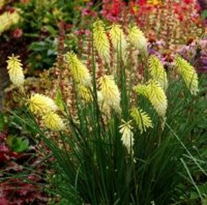 Kniphofia 'Pineapple Popsicle' P11