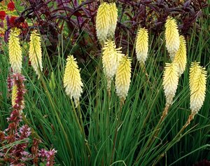 Kniphofia 'Pineapple Popsicle' P11 - afbeelding 2