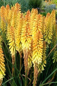Kniphofia 'Pineapple Popsicle' P11 - afbeelding 3