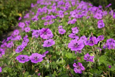 Geranium 'Pink Penny' C2 - afbeelding 1