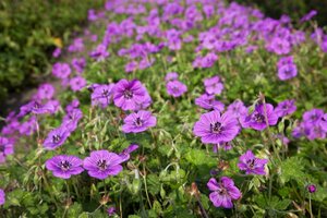 Geranium 'Pink Penny' C2