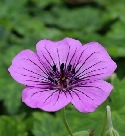 Geranium 'Pink Penny' C2 - afbeelding 5