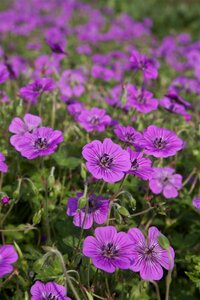 Geranium 'Pink Penny' C2 - afbeelding 2