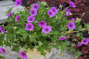 Geranium 'Pink Penny' C2 - afbeelding 3