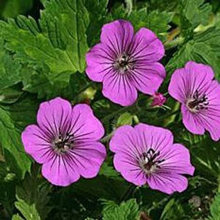 Geranium 'Pink Penny' C2 - afbeelding 4
