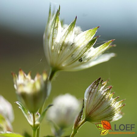 Astrantia major 'Snow Star' P9 - afbeelding 3
