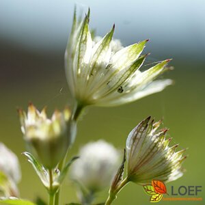 Astrantia major 'Snow Star' P9 - afbeelding 3