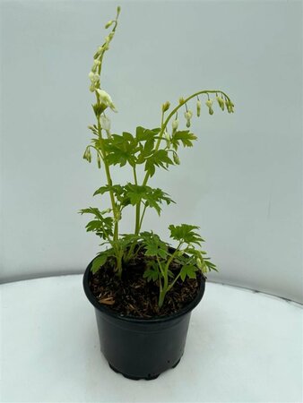 Dicentra spectabilis 'Alba' C1.5 - afbeelding 2