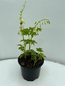 Dicentra spectabilis 'Alba' C1.5 - afbeelding 2