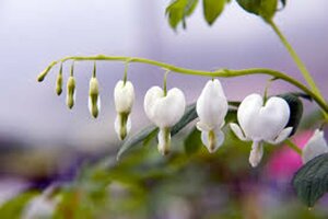 Dicentra spectabilis 'Alba' C1.5 - afbeelding 5