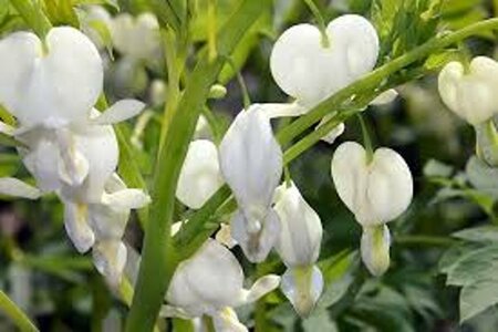 Dicentra spectabilis 'Alba' C1.5 - afbeelding 7