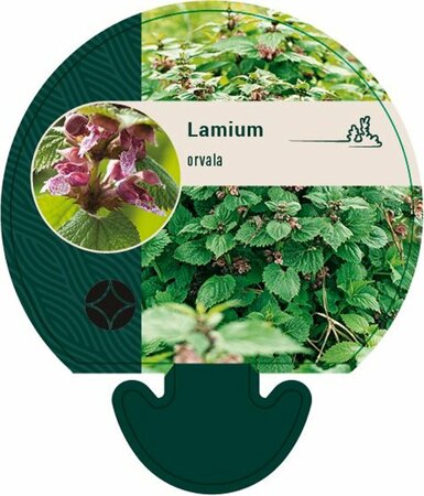 Lamium orvala C1.5 - afbeelding 4