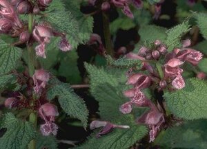 Lamium orvala C1.5 - afbeelding 2