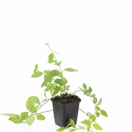 Vinca major 'Alba' P9 - afbeelding 1