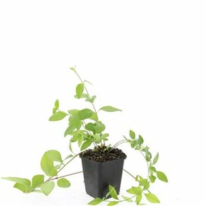 Vinca major 'Alba' P9 - afbeelding 1