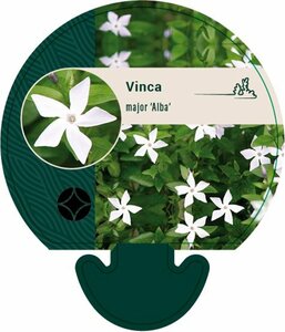 Vinca major 'Alba' P9 - afbeelding 4