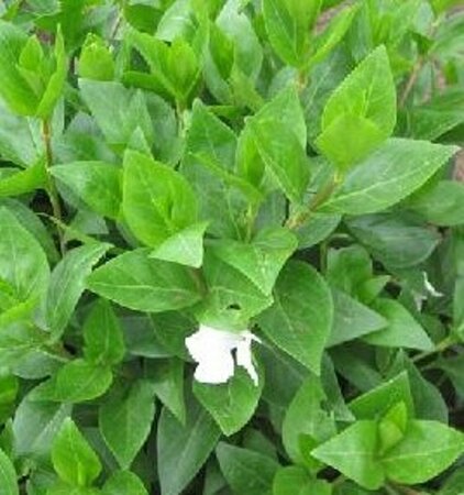 Vinca major 'Alba' P9 - afbeelding 3