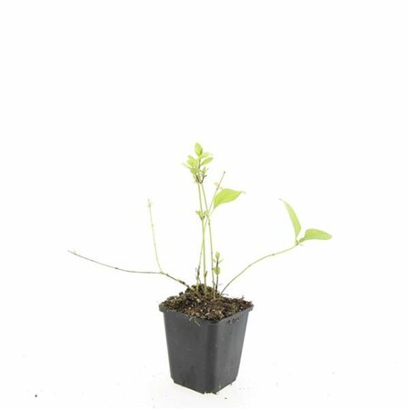 Vinca major 'Alba' P9 - afbeelding 2