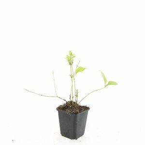 Vinca major 'Alba' P9 - afbeelding 2