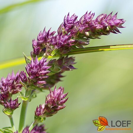 Salvia nemorosa 'Schwellenburg' P9 - afbeelding 1