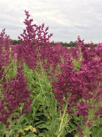 Salvia nemorosa 'Schwellenburg' P9 - afbeelding 6