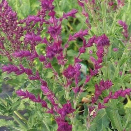 Salvia nemorosa 'Schwellenburg' P9 - afbeelding 4