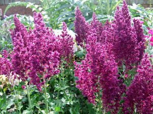 Salvia nemorosa 'Schwellenburg' P9 - afbeelding 5